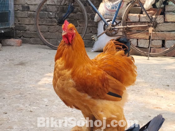 বাফ ব্রাহামা মোরগ